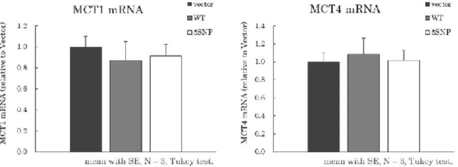 Figure 3-3 | Vector、MCT11 WT、5SNP 細胞における MCT1、4 mRNA 発現確認 